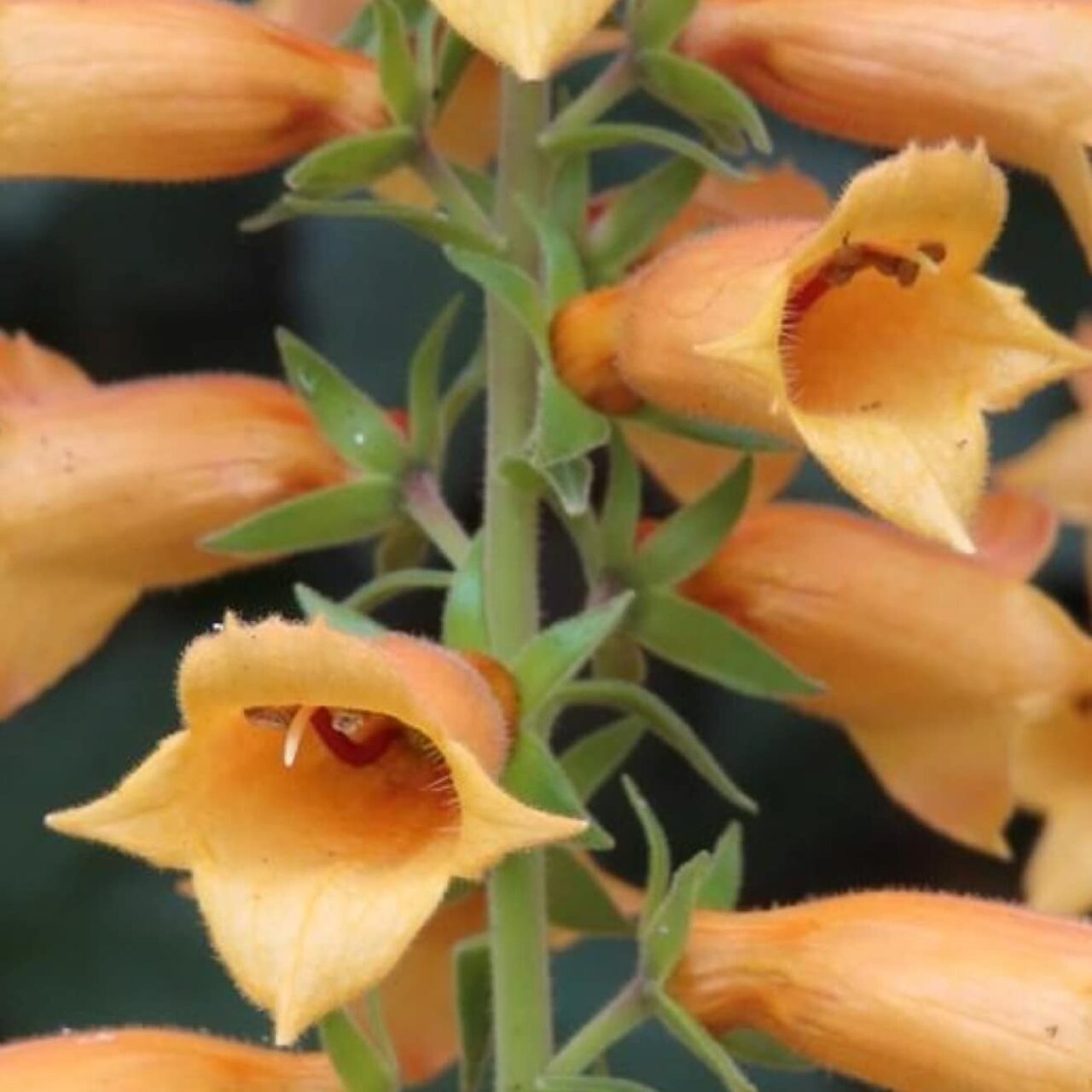 Digitalis x valinii ‘Firecracker’ (Foxglove) Middleton Nurseries