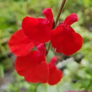 Salvia x jamensis ‘Red Velvet’ growing in a garden border — Middleton Nurseries, Staffordshire