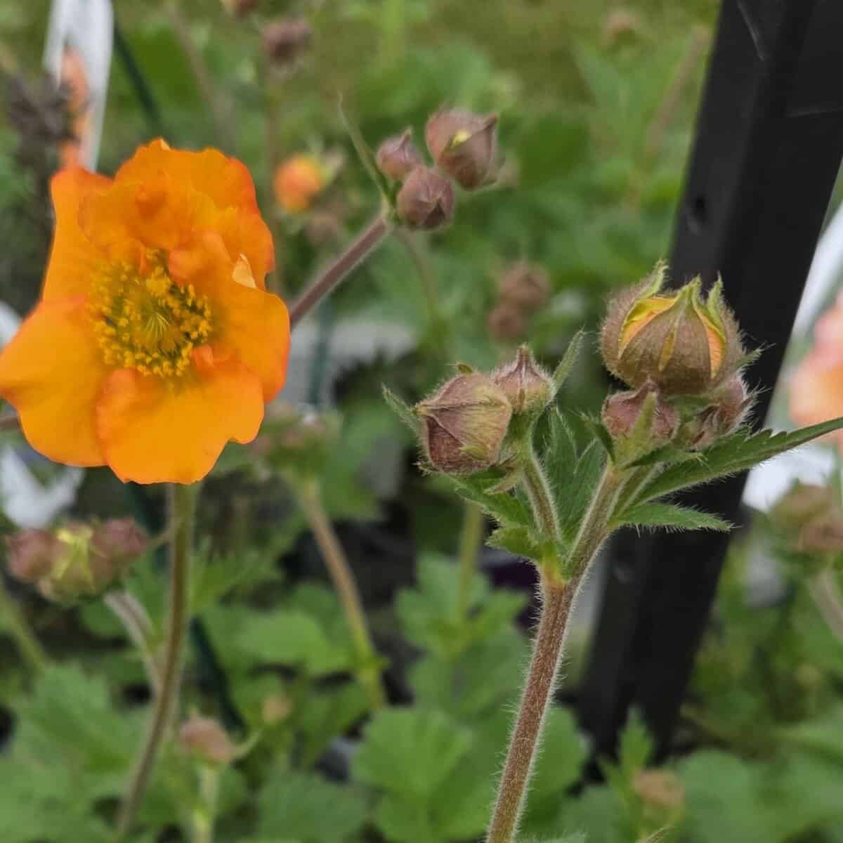Geum Totally Tangerine Middleton Nurseries