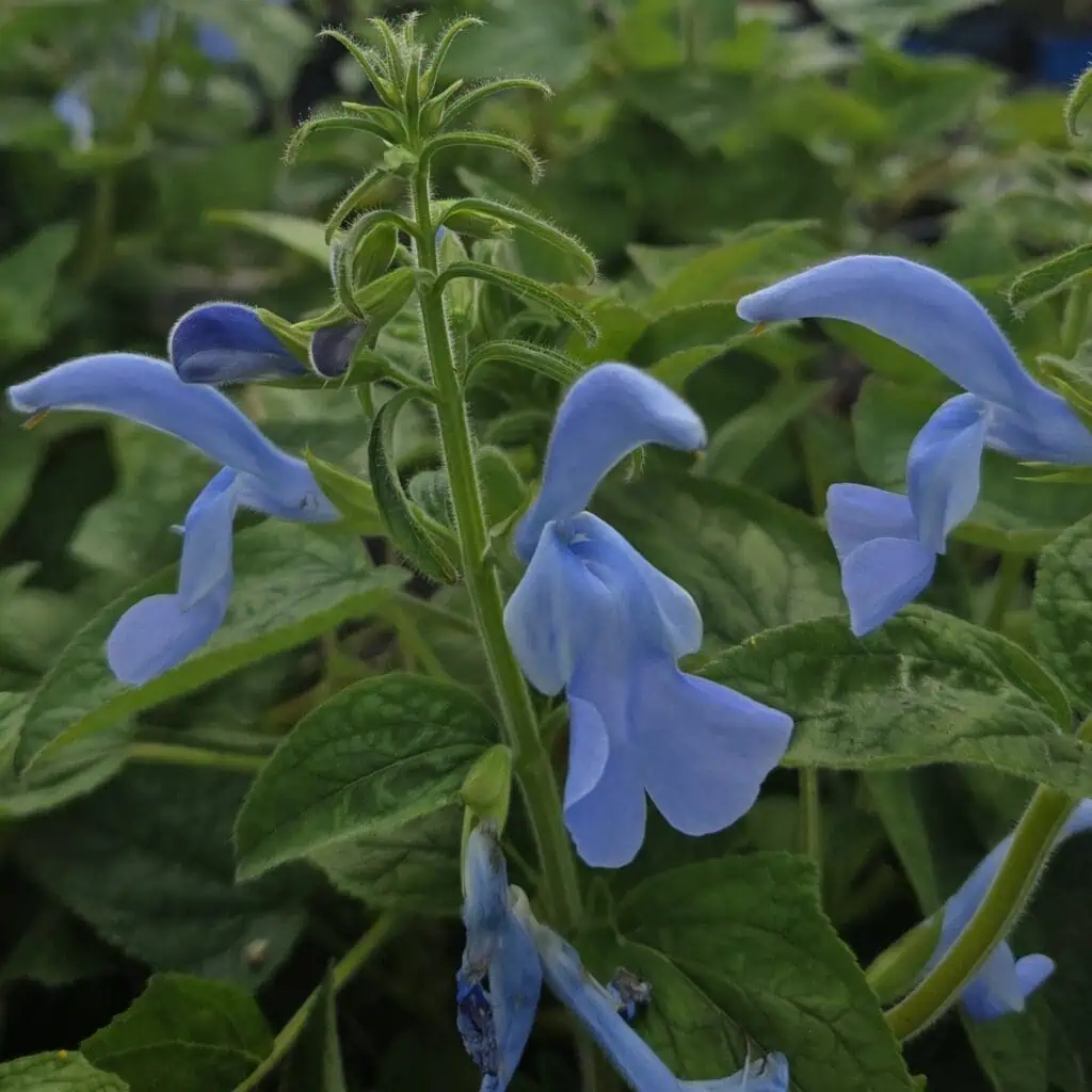 Salvia patens ‘Beyond Blue’