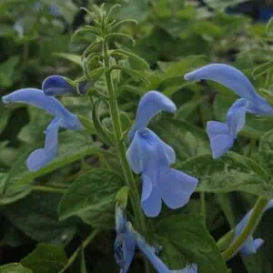 Salvia patens ‘Beyond Blue’