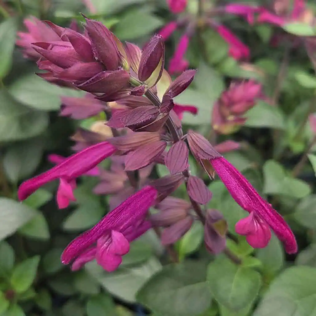 Salvia 'Love and Wishes'