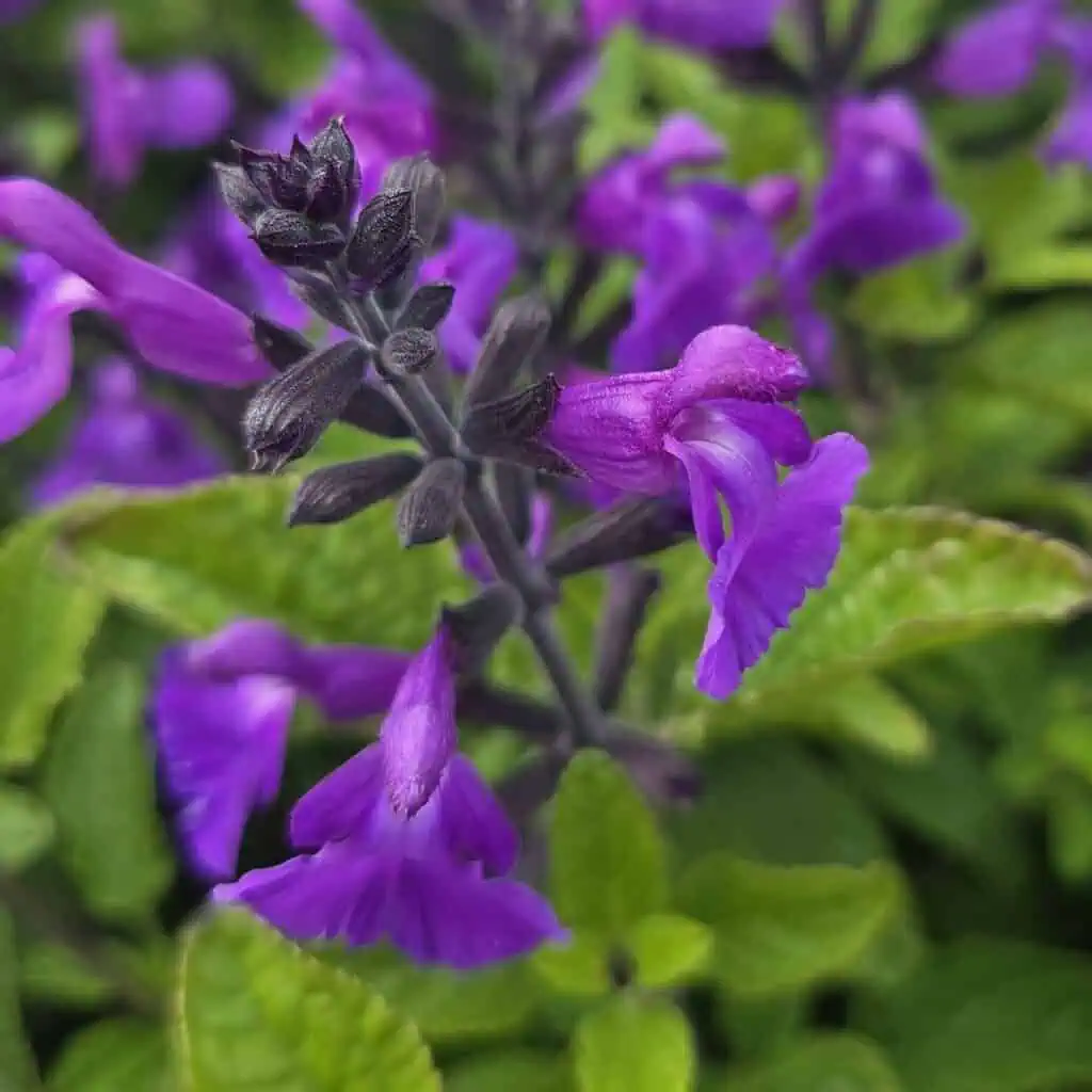 Salvia 'So Cool Purple'