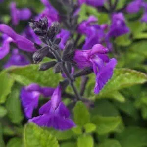 Salvia 'So Cool Purple'