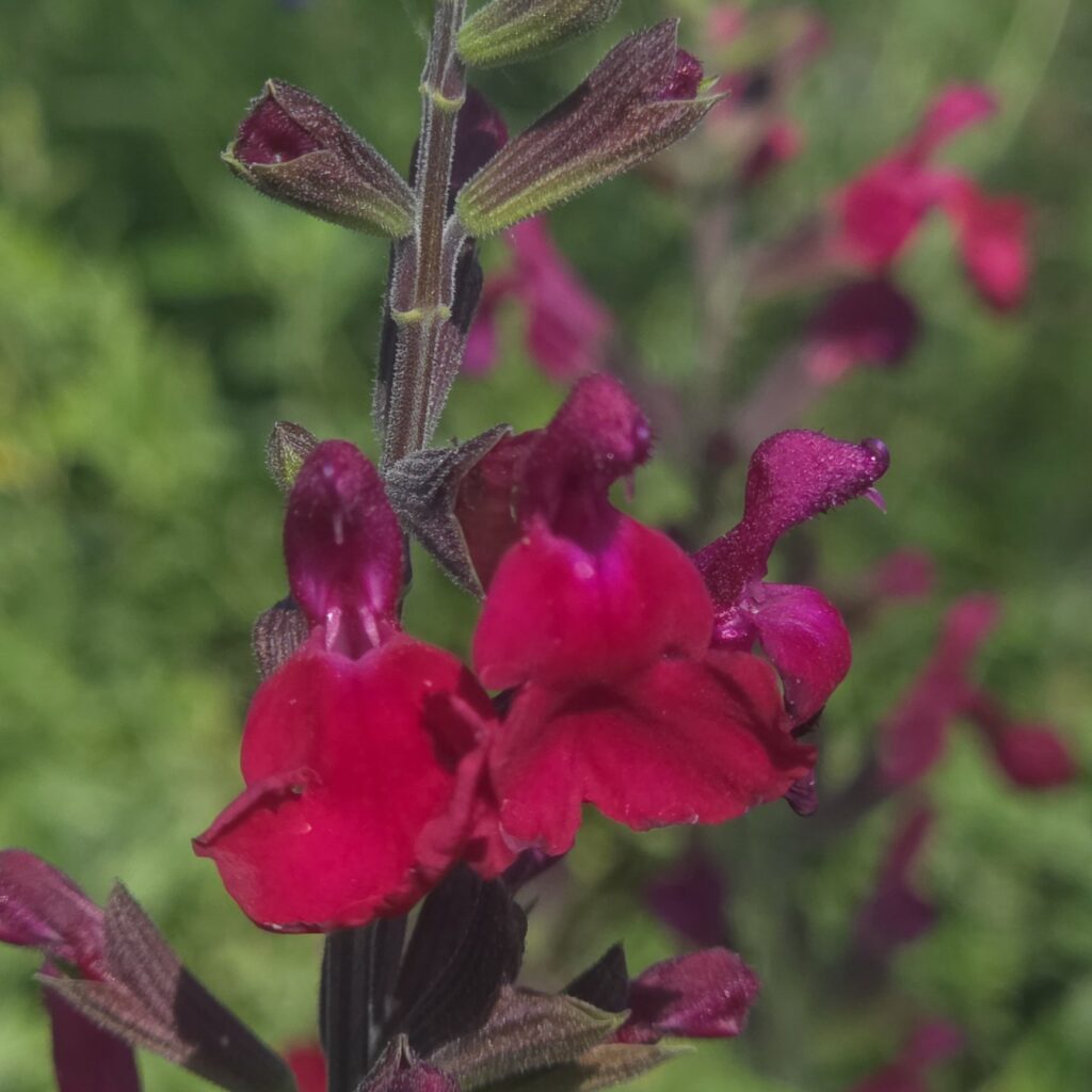 Salvia microphylla ‘Heatwave Blaze’ plant ready for delivery — Middleton Nurseries
