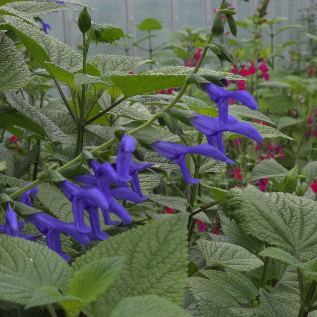 Salvia guaranitica ‘Blue Enigma’ growing in a garden border — Middleton Nurseries, Staffordshire