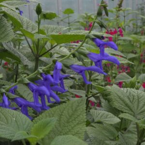 Salvia guaranitica ‘Blue Enigma’ growing in a garden border — Middleton Nurseries, Staffordshire