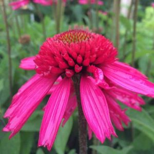 Echinacea Delicious Candy 2 3 1 compress