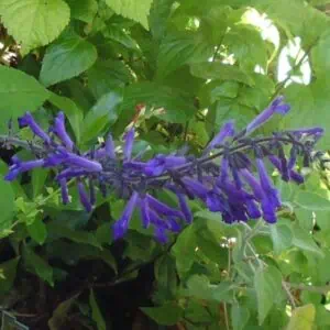 Salvia Concolor 3 compress e1643019658851