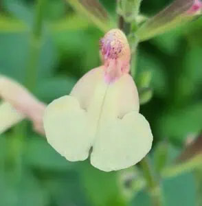 Salvia Eclipse Trelissick Creamy Yellow 1 1 compress