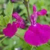 Salvia Merlins Magenta 1 1 compress