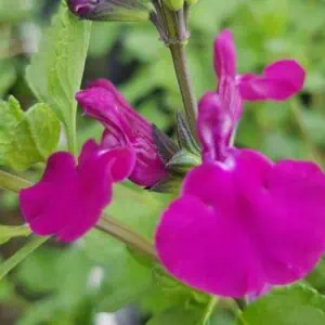 Salvia Merlins Magenta 1 1 compress