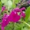 Salvia Merlins Magenta 2 1 compress