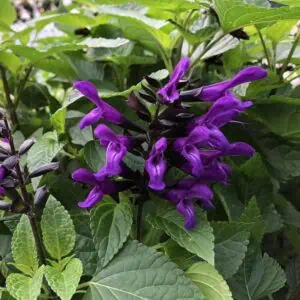 Salvia Rockin Deep Purple 1 1 compress