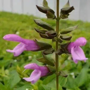 Salvia Salgoon Lake Ladoga 1 1 compress