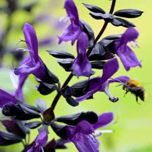 Salvia Salgoon Lake McKenzie 1 compress