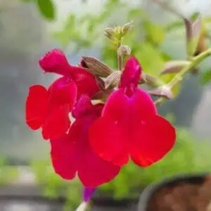 Salvia Silas Dyson 3 1 compress