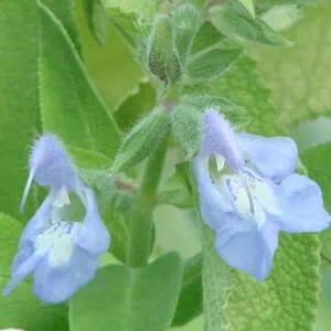 Salvia Somalensis 1 1 compress