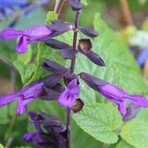 Salvia Theresia 1 1 compress
