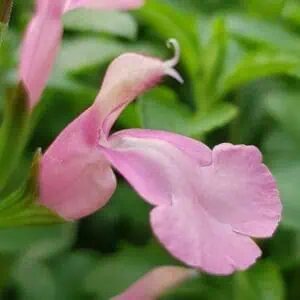 Salvia candy cream 1 1 compress e1643018830112