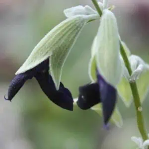 Salvia discolor 2 1 compress e1643025295599