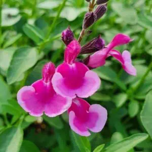 Salvia greggii 'Icing Sugar'