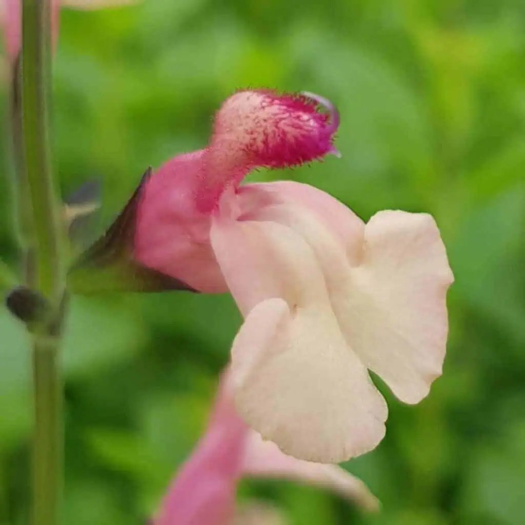 Salvia greggii Strawberries and Cream 3 1 compress
