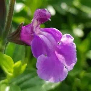 Salvia microphylla Carolus 1 2 1 compress