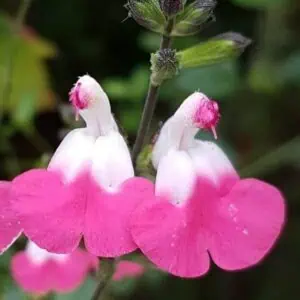 Salvia microphylla Pink Lips 1 1 compress