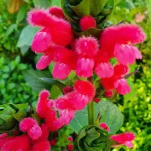 Salvia oxyphora 1 compress