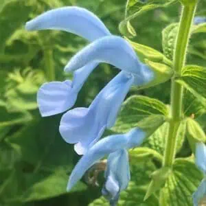 Salvia patens Patio Sky Blue 3 1 compress