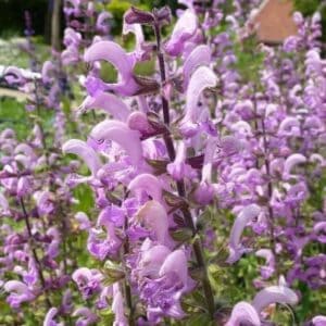 Detail of Salvia pratensis ‘Pink Delight’ foliage and flowers — Middleton Nurseries