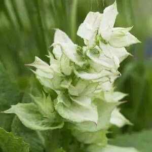 Salvia sclarea var. turkestanica Vatican White 2 1 compress