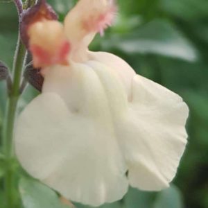 Salvia x jamensis Melen 2 1 compress