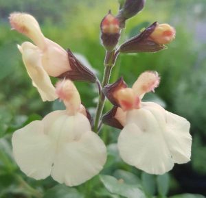 Salvia x jamensis Moonlight Serenade 1 1 compress