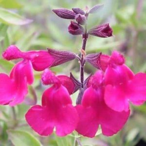 Salvia x jamensis Siesta 4 1 compress