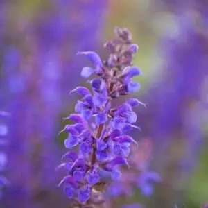 Salvia x sylvestris Viola Klose 1 1 compress
