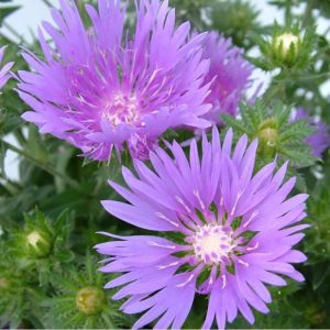 Stokesia Mels Blue 1 1 compress