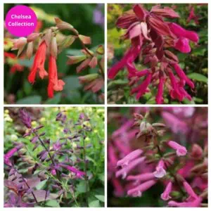 Wish Series Collection 2 1