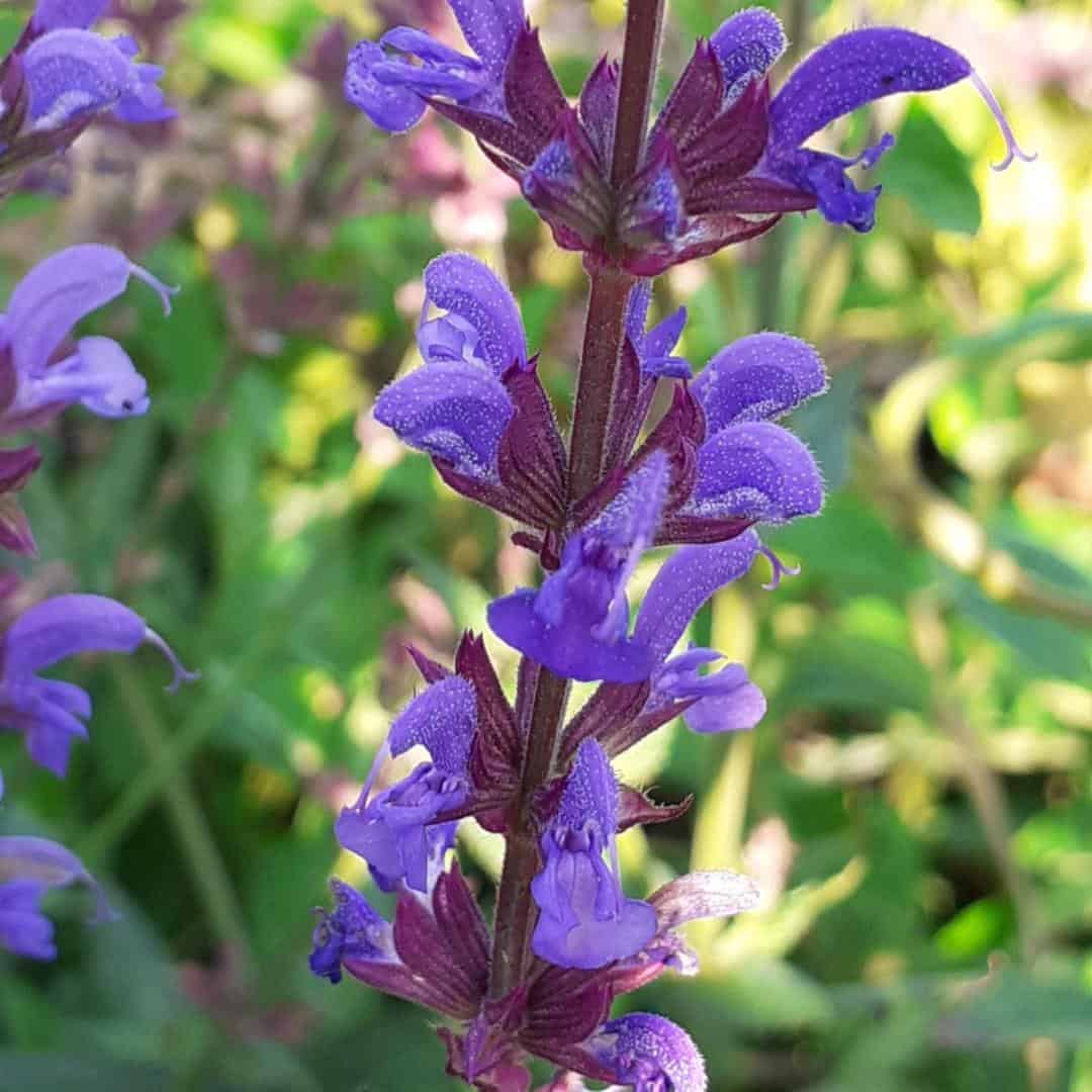 Salvia x sylvestris 'Dear Anja' - Middleton Nurseries