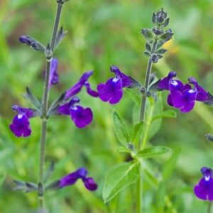 Salvia greggii x lycioides 1 2 compress