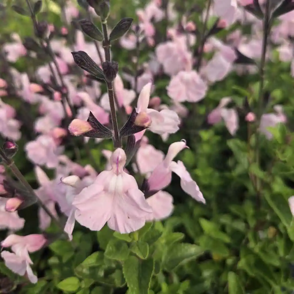 Salvia 'Naomy Tree'