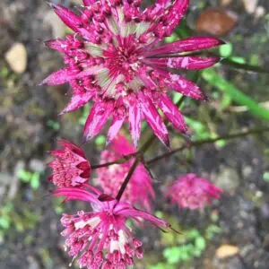 astrantia ruby star 2 compress