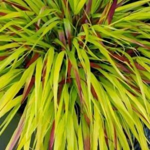 Detail of Hakonechloa macra ‘Sunflare’ foliage and flowers — Middleton Nurseries
