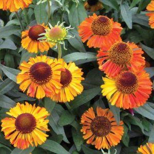Helenium autumnale Short and Sassy 1 compress