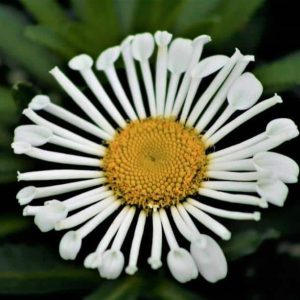 Leucanthemum Sweet Daisy Sofie compress