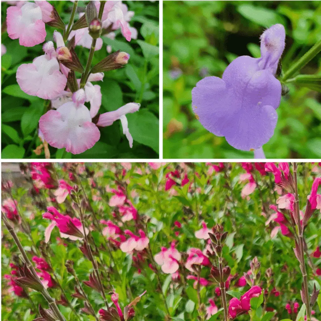 Plant of year compress