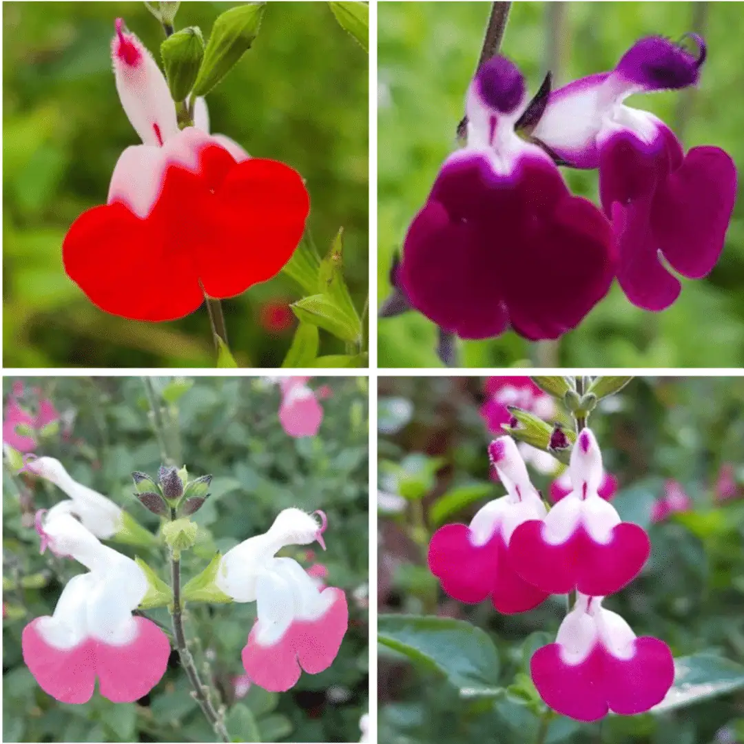 Salvia Lips Collection 2 1 compress