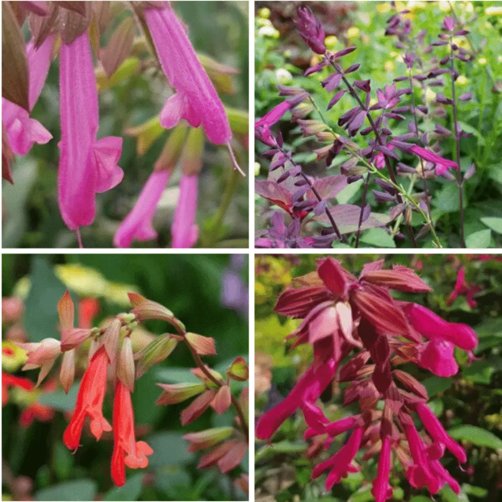 Salvia Wendy Collection compress