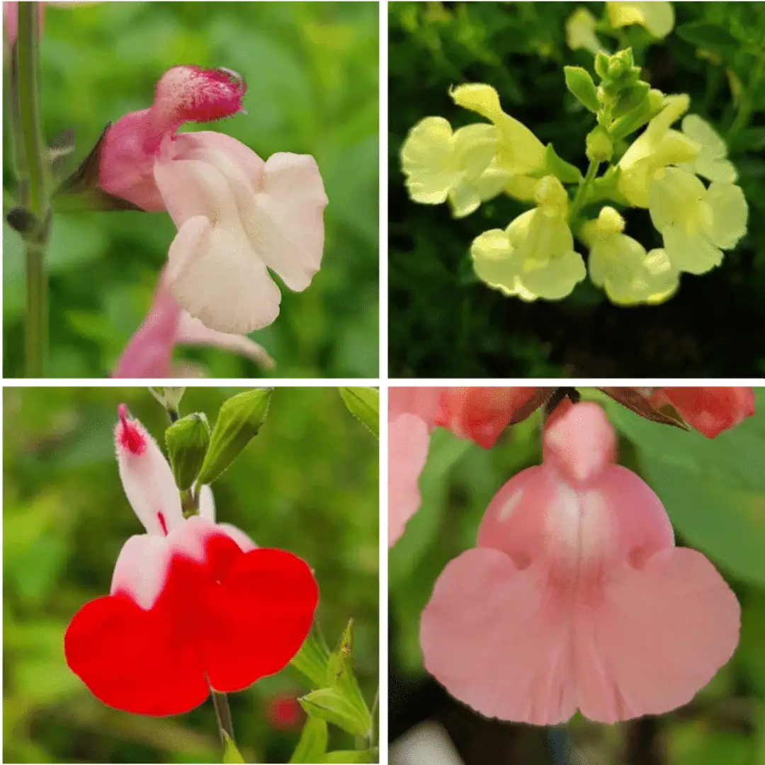 Salvia eclipse collection 2 compress